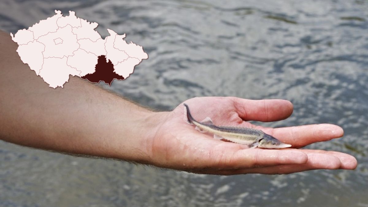 Návrat ryb do moravských řek. Do Dyje vypustili 2 000 jeseterů malých